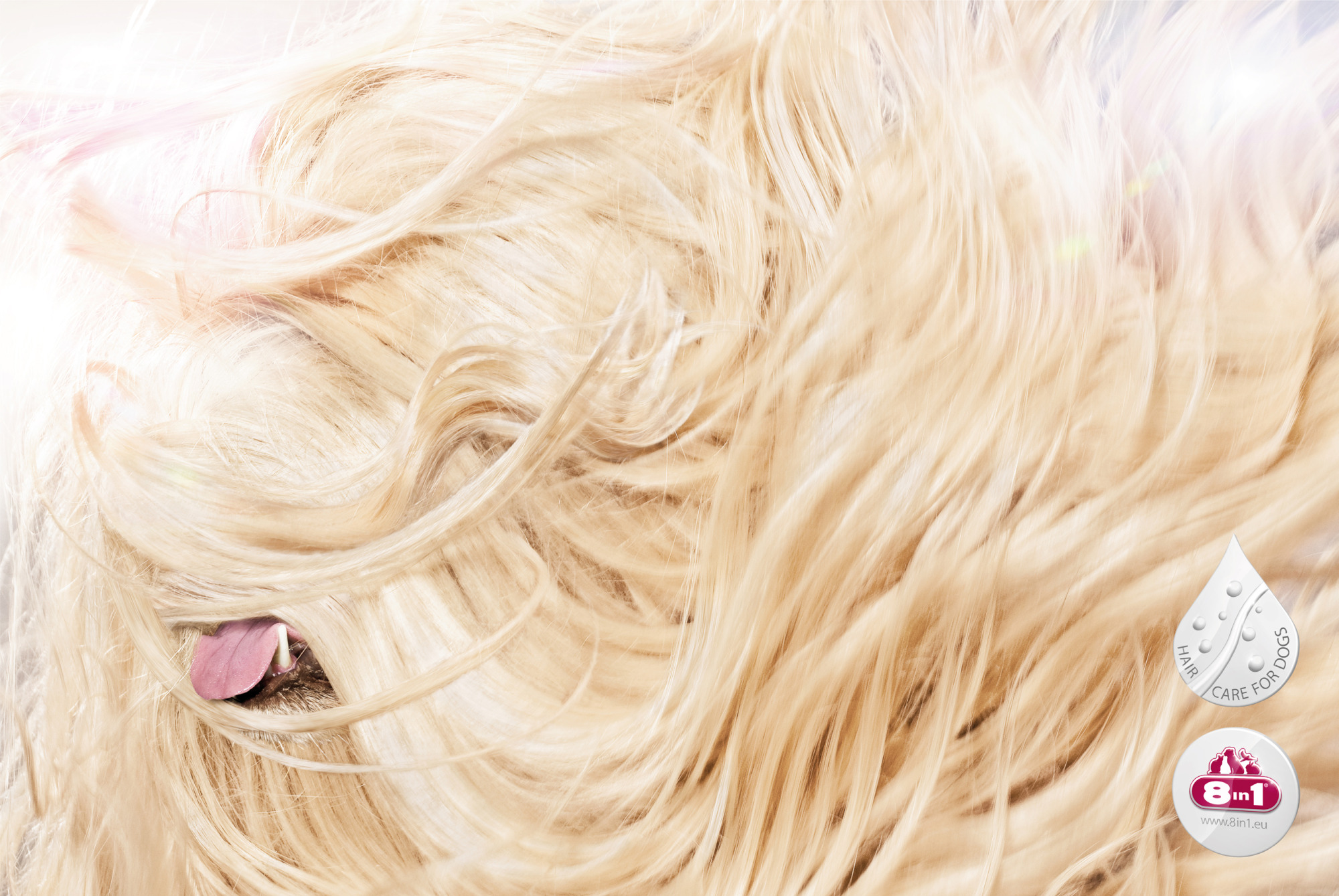 8in1 — Dog Beauties poster 3